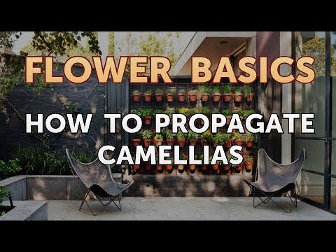 How to Get More Canna Lily Blooms