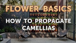 How to Propagate Camellias