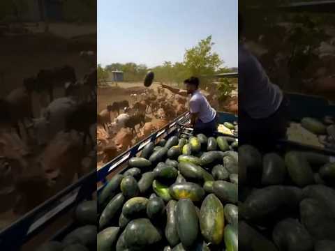 इतनी गर्मी में pawan sahu गौ माता की सेवा  😱❤️🔥 #pawansahu #motivation #trending #viral #shortsfeed