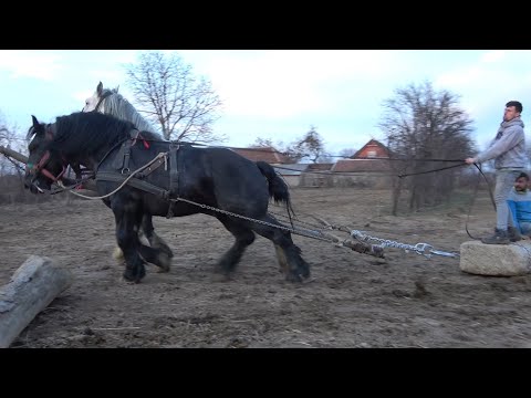Armasarii lui Sebi de la Mediesu Aurit, Satu Mare 2020 Nou!!!