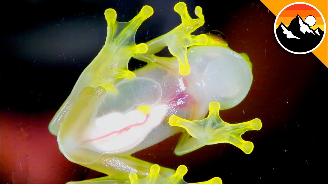 5 EXTREMELY Bizarre Creatures!