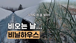 비오는 날 비닐하우스에 물을 줘야 하는 이유 | 물의 이동 #에너지농법 #탄소농업 #유기농업