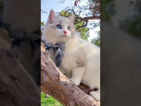 lovely white cats shorts | tik tok zee lk