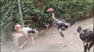 Download lagu Ayam trondol, pitik trondol@pitikndeso8732 mp3 Download lagu Ayam trondol, pitik trondol@pitikndeso8732 mp3