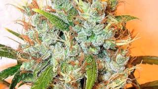 Kalimist - Smoke Smth