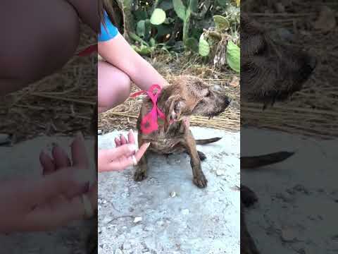 Regalo Dolcissimi cuccioli in adozione cercano casa 