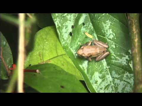 Coqui frogs given rare sanctuary on Hawaii Island