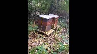 more bee stuff