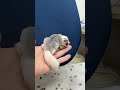 フクロモモンガのYouTubeサムネイル画像