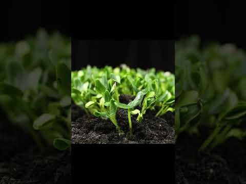 Sprouts Germination Newborn Plant in Greenhouse Agriculture - Relaxing Piano Music #PeacefulPathways