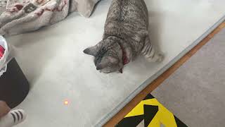 【猫】キャット系youtuberもじゅ氏との戯れ