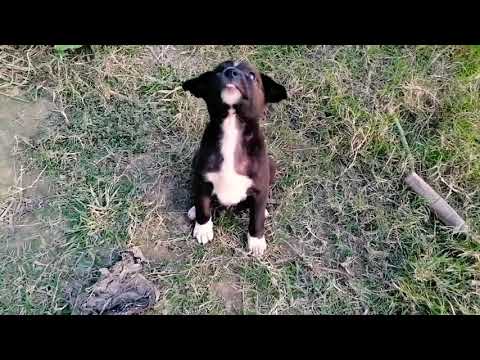How to train puppies.. and what is best time to train Everything.!!