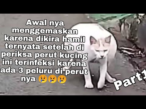 Part 1 || Kucing ini terlihat hamil ternyata ada 3 peluru di tubuhnya 😢😭😭