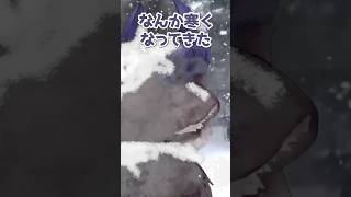 雪見酒で凍るでび様【でびでび・でびる/切り抜き】#にじさんじ #でびでび・でびる  #切り抜き #shorts