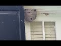 Active & Dangerous Bald-Faced Hornets Nest Above the Window in Princeton Junction, NJ