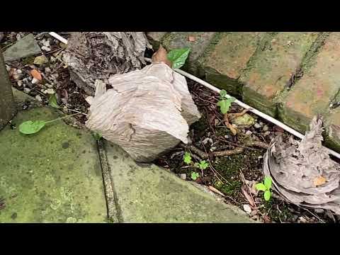 Active & Dangerous Bald-Faced Hornets Nest Above the Window in Princeton Junction, NJ