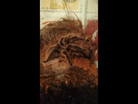 Brachypelma albopilosum is going hunt