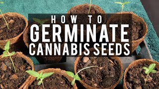 Seeds, Soil &amp; Sun: How to Grow Cannabis (#1 Germinating Seeds)