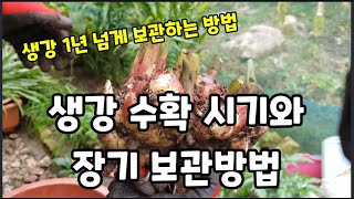 생강 수확시기 종구 보관방법 생강잎 차 만들기와 효능~ #생강수확시기 #생강보관방법 #생강차만들기 #생강효능…