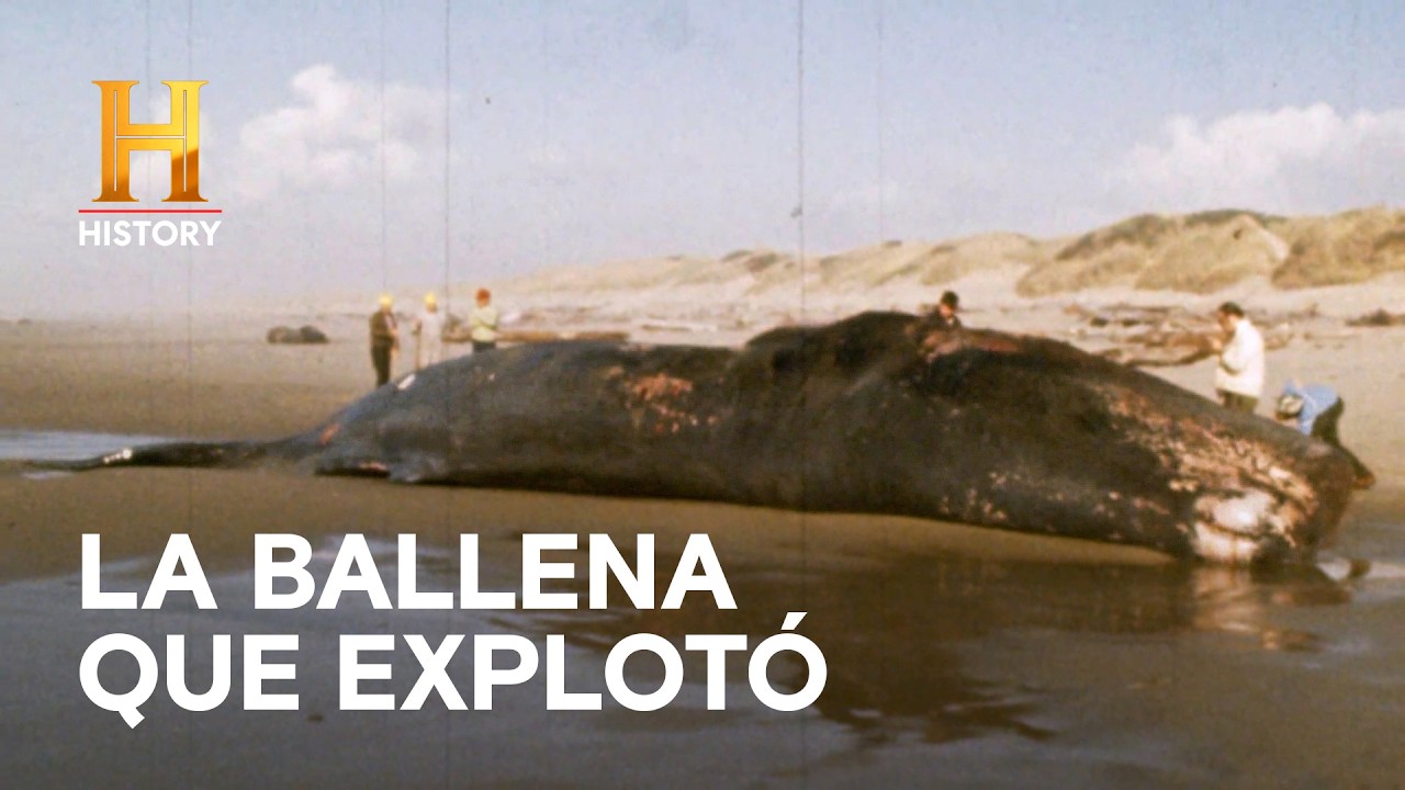 Explosión de Gran Ballena - CASOS INSÓLITOS DE LA HISTORIA