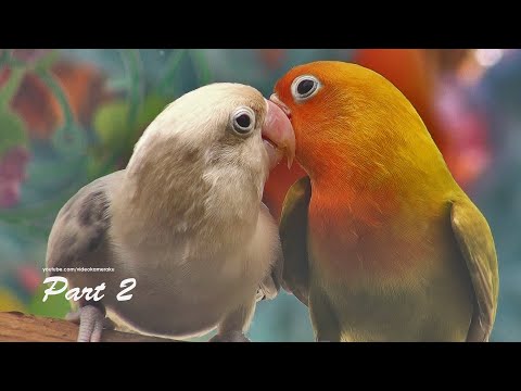 Lovebird's Sound: Two Lovebirds - Euwing Black & Pastel Green Fischer - Part 2