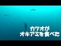 超貴重 カツオがオキアミを捕食するシーンをカメラで撮影