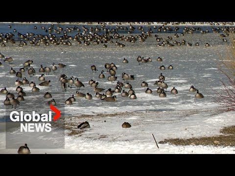 Hundreds of Canada goose deaths in Manitoba leave wildlife experts perplexed