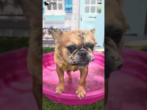 Video 1
