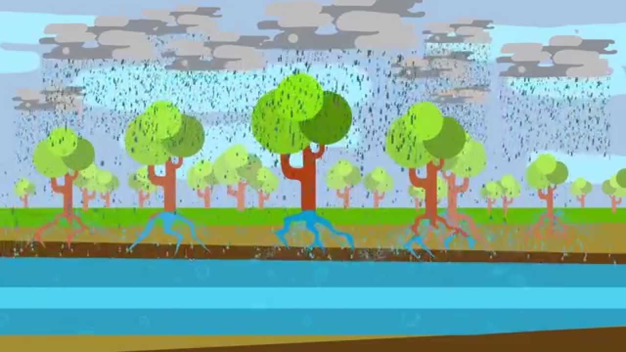 Vídeo Conscientização - Conexão Água