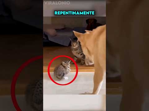 Perro Defiende a Gatito indefenso de un Gato abusivo