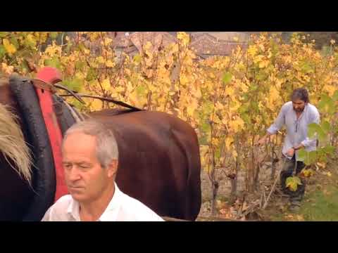 La Spinetta - Giorgio Rivetti pflügt im Weinberg