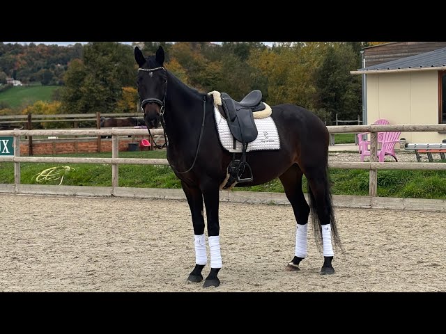 Mare Selle Français For sale 2020 Dark Bay