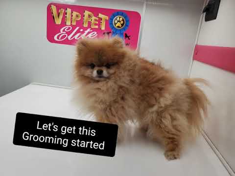 Dog grooming. Grooming Pomeranian. Pet Trim