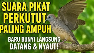 Download lagu Suara Pikat Perkutut Paling Ampuh | Baru Bunyi Langsung Datang & Nyaut! mp3 Download lagu Suara Pikat Perkutut Paling Ampuh | Baru Bunyi Langsung Datang & Nyaut! mp3