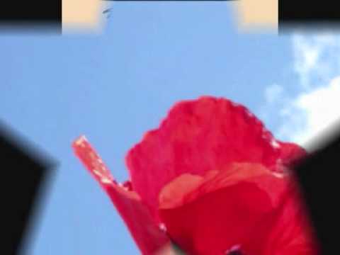 BENIAMINO GIGLI, PAPAVERI E PAPERE