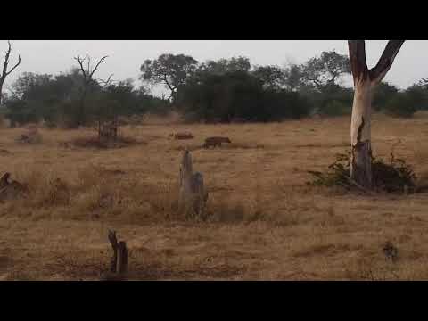 Djuma: Lone Hyena sniffing around - 06:10 - 05/24/21