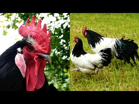 , title : 'Lakenvelder chickens - Beautiful hens and roosters, Black-White Lakenvelders - Lakenfelder Hühner'