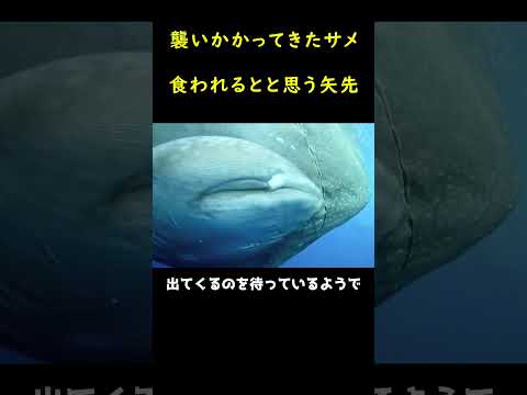 ロビン: ボタンの目と笛 自然と動物