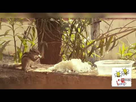 Squirrel enjoys home food | Always Be Kind To Animals | Cute Animals