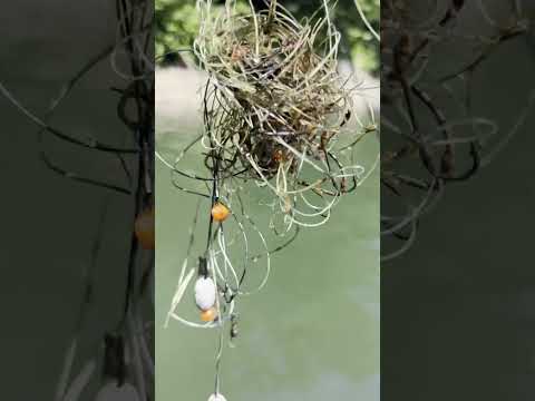 Slobs! #fishing #bassfishing #fishingvideo