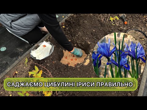 Цибулинні іриси Hollandica і Reticulata. Як ми висаджуємо їх у відкритий ґрунт
