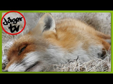 Ansitz auf Reineke im Winter