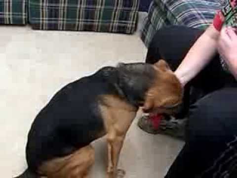 Chicken Hawk - **Urgent**, an adopted Hound & Shepherd Mix in Mansfield, OH_image-1