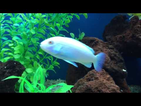 Watch Video on YouTube