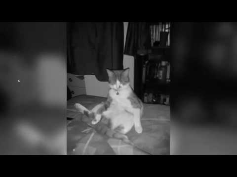 Charlene's cat Garfield