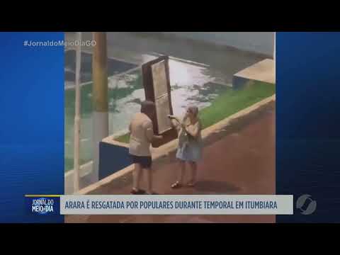 Arara é resgatada por moradores durante temporal em Itumbiara