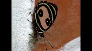 preview picture of video 'Mariposas de Venezuela - Mariposas de Barinas - Callicore pitheas'