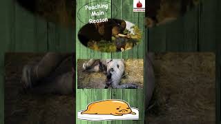 What is poaching || Geography || chapter 2 || class 8