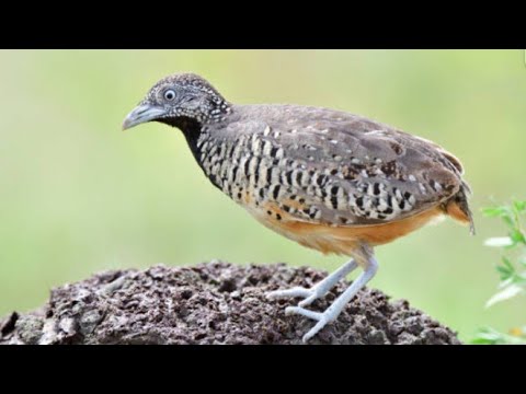 Barred button quail sound ।# barred button quail voice MP3 #Durla Lahori bird,#quail