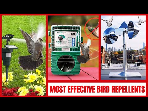 Best Bird Deterrent Devices - Quick & Humane Ways to Keep Birds Away